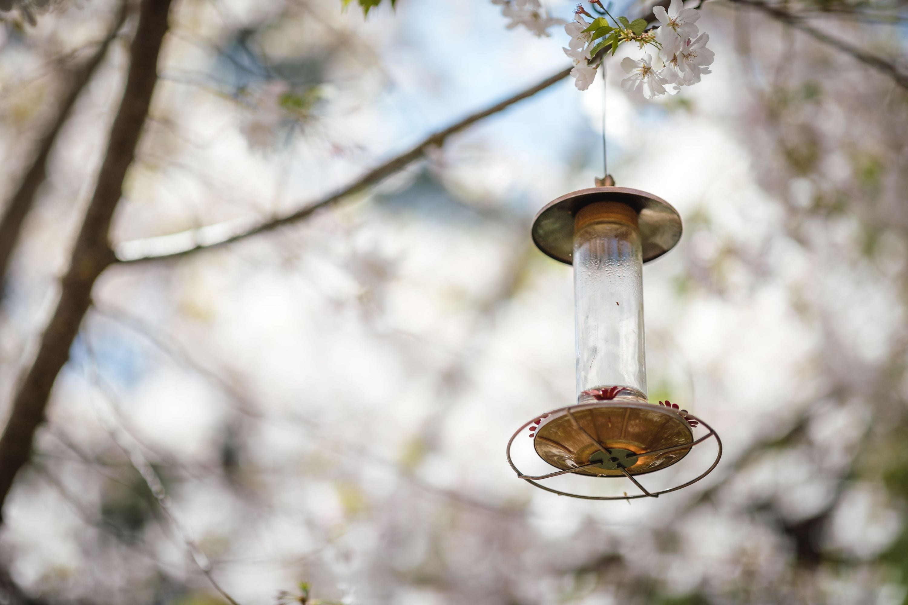 The FryOilSaver Co. Hummingbird Feeder Brush | Keep Your Bird Feeders Clean from