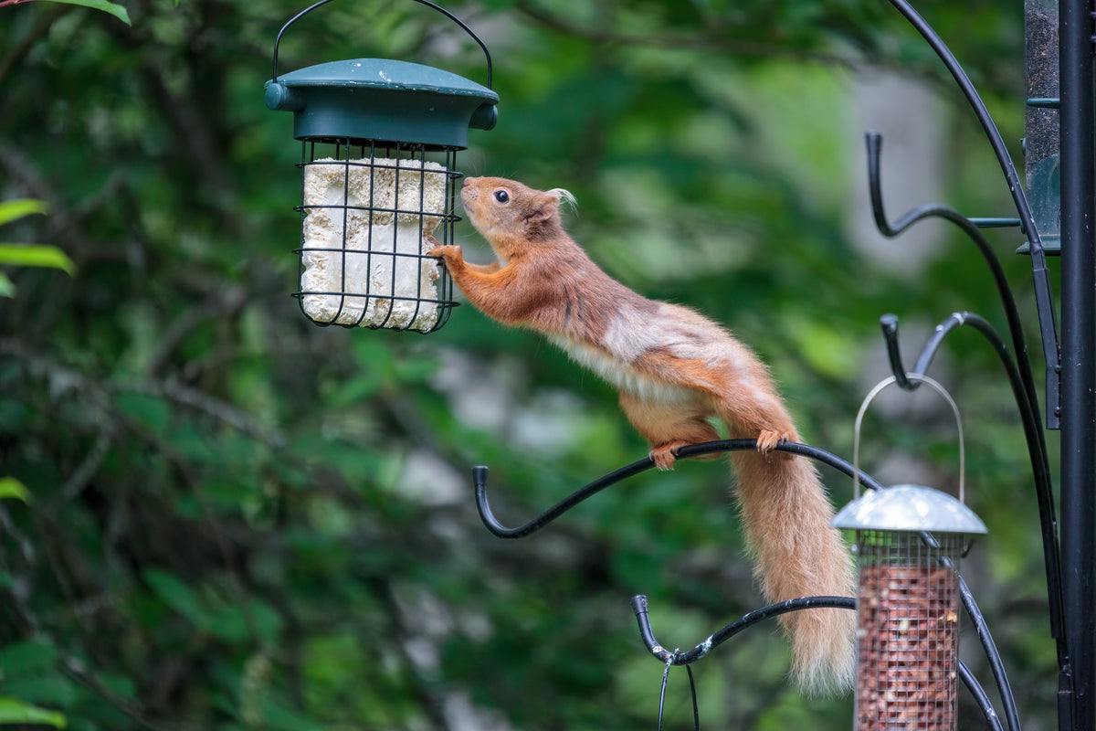 Say No to Naughty Friends with Squirrel-Proof Birding Solutions – netvue